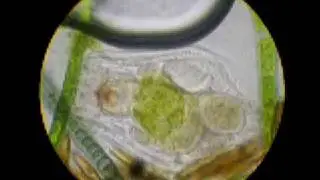 Коловратка