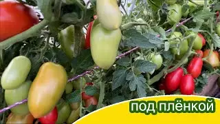 Баклажаны / Томаты под плёнкой / Минская область