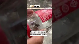 Каракурта у себя во дворе обнаружил житель Уральска