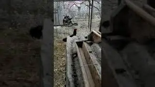 Шамо Каспийск