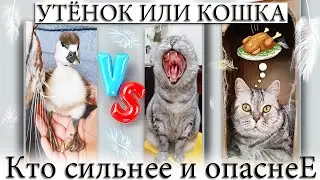 ✅ ПОДОБРАЛ ДИКОГО УТЁНКА, ПРИНЕС ДОМОЙ, А ДАЛЬШЕ...