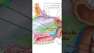 Nasal Septum - 1. Ethmoid bone and it’s articulations 