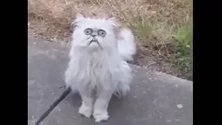 Michael Rapaport - This Stray Cat Looks Like Grandma
