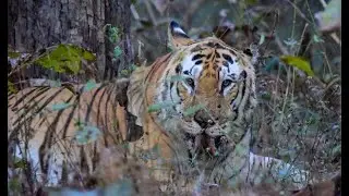 Tarzan male of Pench，he is old and  It is now in the buffer zone