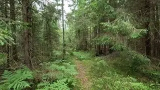 По лесу на мопеде. Альфа. 