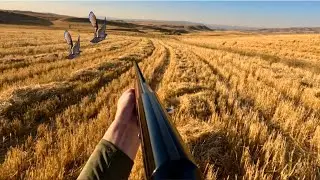 BILDIRCIN AVI 2023-2024 SEZONU | QUAIL HUNTING | HARİKA VURUŞLAR | صيد السمان | ОХОТА НА ПЕРЕПЕЛА