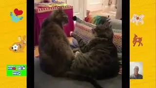 Video de animais e aves