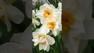 майская прогулка по саду