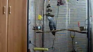 African grey parrot , Жако Кима, 8,5 месяцев. Грустные песни)))