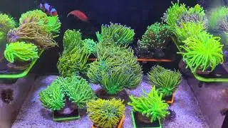 Expansion FTS