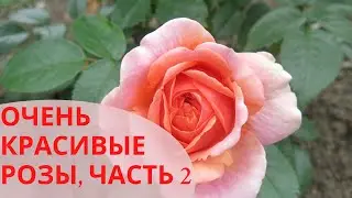 Розарий в ботаническом саду Владивостока | Красота цветущих роз