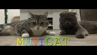 кот говорящий рот