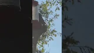 Hummingbird migration