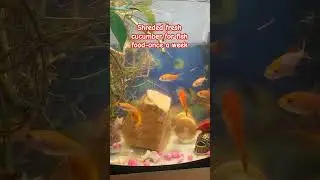 fish food once a week-shreded fresh cucumber