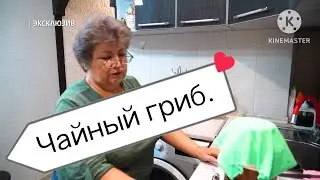 Моё участие в программе Наука и техника. РЕН ТВ. Чайный гриб.