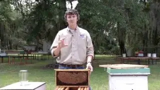 Colony Collapse Disorder (CCD)