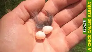 The smallest Bird I ever fed