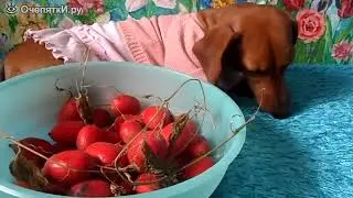 Красный огурец и Бася