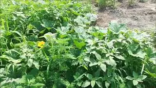 Удачные прививки и понемногу обо всем