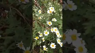 Ромашки 🌼🌼🌼 два вида , найди отличия #цветы #ромашки
