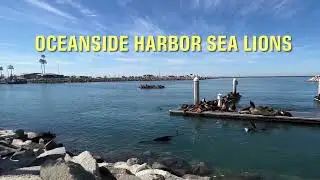 Oceanside Harbor sea lions March 2, 2022