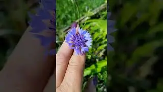 Живу, как в лесу! 🌲 🌳🌲🌳🌲.  С Зелёным воскресеньем всех! С праздником  СВЯТОЙ ТРОИЦЫ 🌿☘️🌱