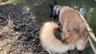 In the stream
