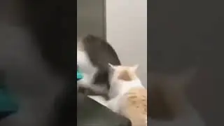 cats #catsmeme #cats #cat #day #thebest #catmemes #video #videoshort #catsshorts