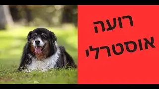 רועה אוסטרלי - המדריך השלם | כל מה שרצית לדעת על רועה אוסטרלי - טל שלוש מאלף כלבים מומחה