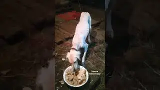Жамбасы ашыкпа.Кумай тазы 