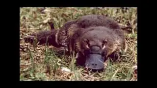 Evolution of Platypus