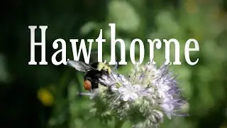 Hawthorne