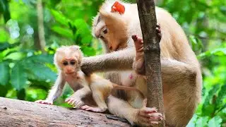 Wow.., So beautiful mom Rose pay close attention her baby, Robin receiving comfortable