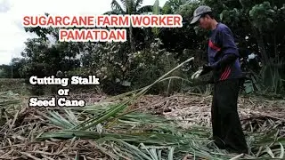Pamatdan | Sugarcane Stalk Cutting