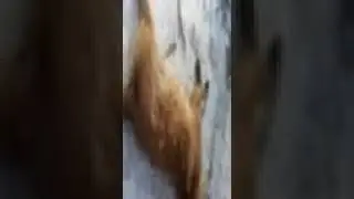 отстрел собак по Жезказгану.