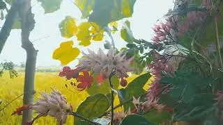 My Video (Nature)