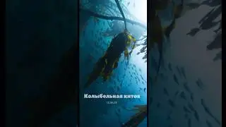 Колыбельная китов GURUDE