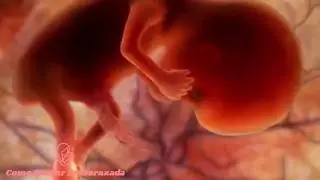 23 Semanas de Embarazo Pequeñin