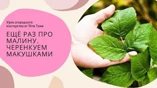 941. Ещё раз про малину. Черенкуем макушками. Внимание!