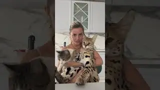 Мне кажется, или кто-то кого-то использует и совсем не любит?!🤣 как думаете, кто и кого?