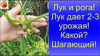 Лук и рога Лук дает 2 - 3 урожая Какой лук   Шагающий, Египетский!