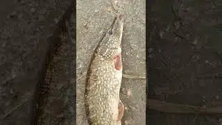 голые девушки ловят щуку