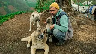 The Life of a Shepherd Family: The Legacy of the Mountains | Documentary Film