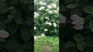 ЗВУК КОСТРА И ТРЕСК ДРОВ