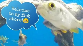 Fish Store Tour | Fish Galore | Fishkeepers | Care-A-Lot Pet Supplies | Norfolk