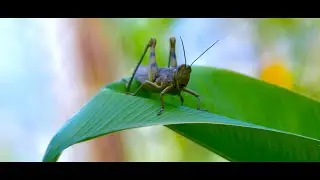 BORNEO 4K Malaysia vol. V