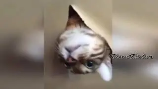 Лучшие Coub'ы недели! #13
