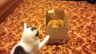 Videos Engraçados: BRIGA DE GATOS