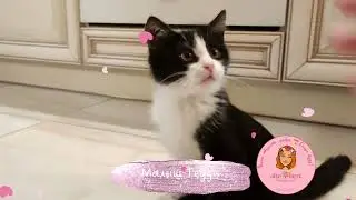 🍀 Шпанство и активностьа спинальник Тедди 💓