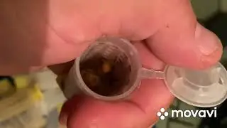 Бакфаст от Ральфа Кольбе, Матки плодные, не плодные,племенной материал.
